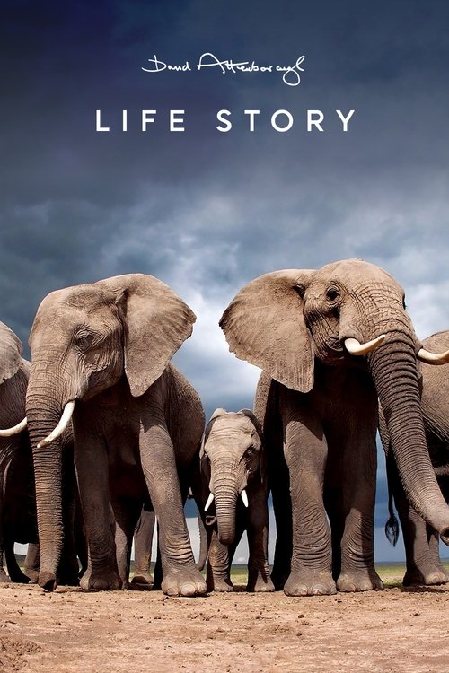 Life Story постер