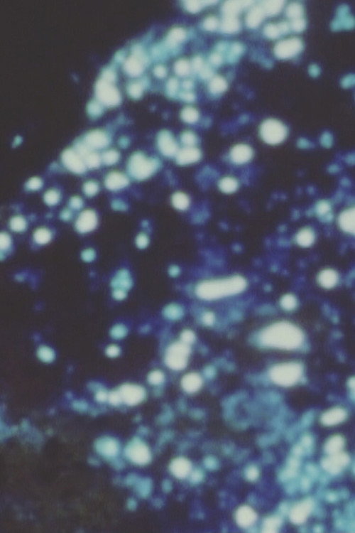 Song 21 постер