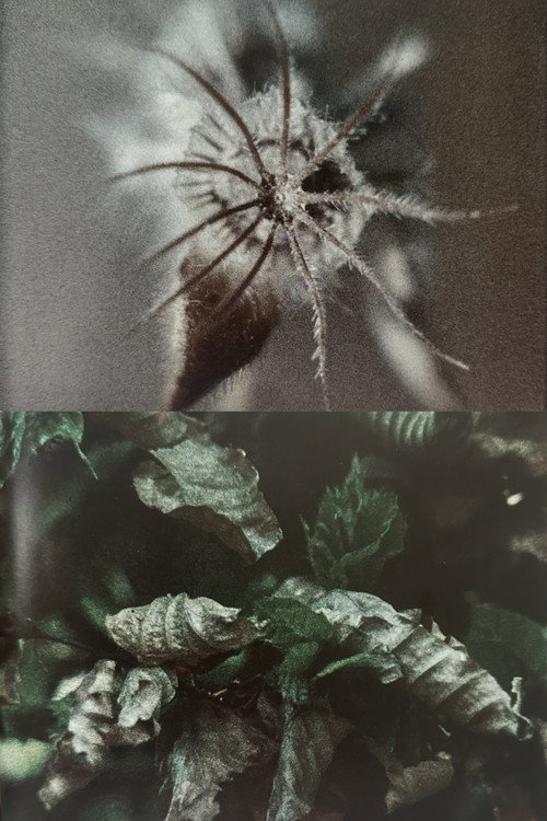 Wingseed постер