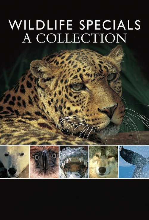 Wildlife Specials постер