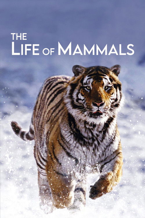 The Life of Mammals постер