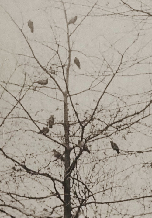 The Aviary постер