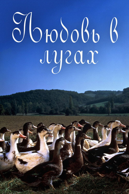 Любовь в лугах постер