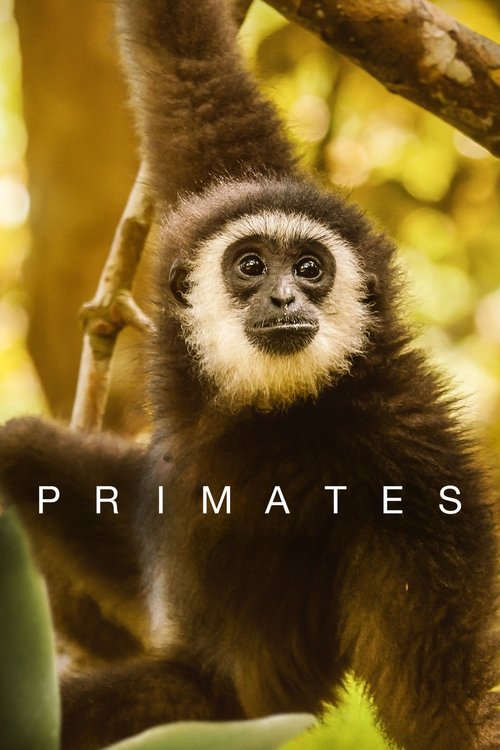 Primates постер