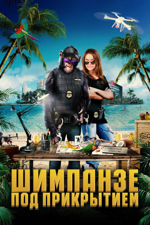 Шимпанзе под прикрытием постер