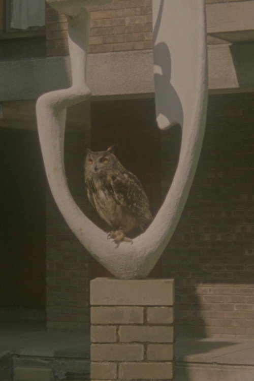 Trees Down Here постер