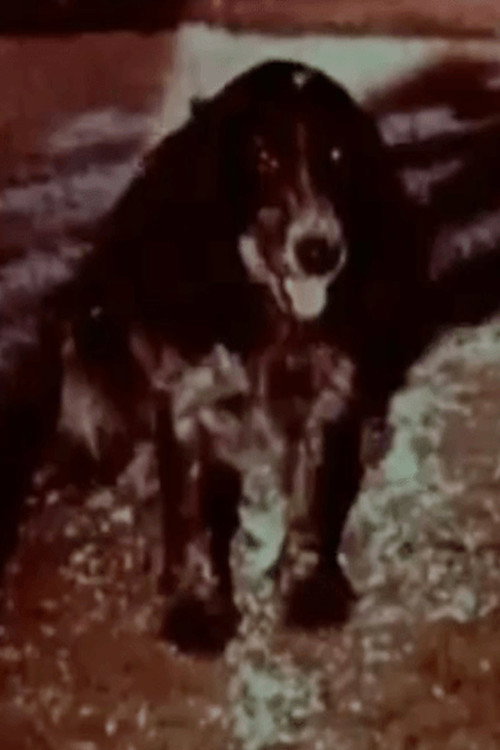 Happy Kuchkhi постер