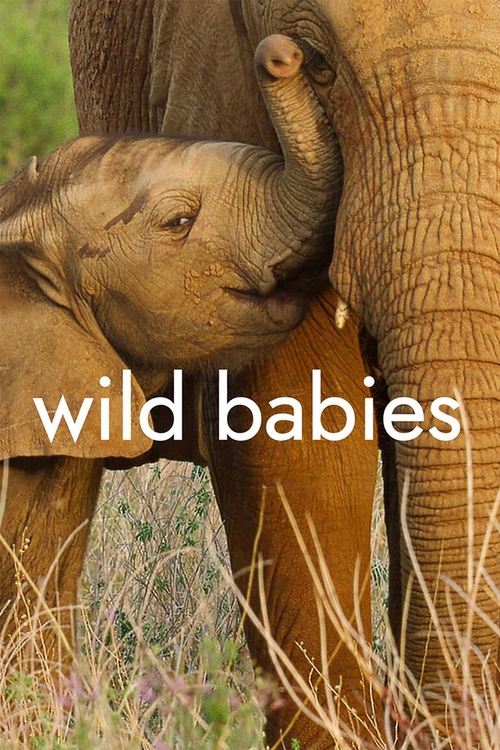 Wild Babies постер