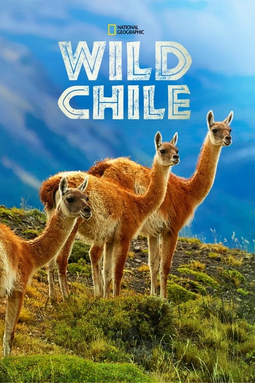 Wild Chile постер