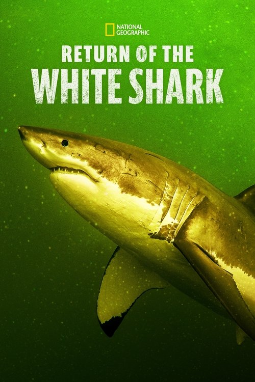 Return of the White Shark постер