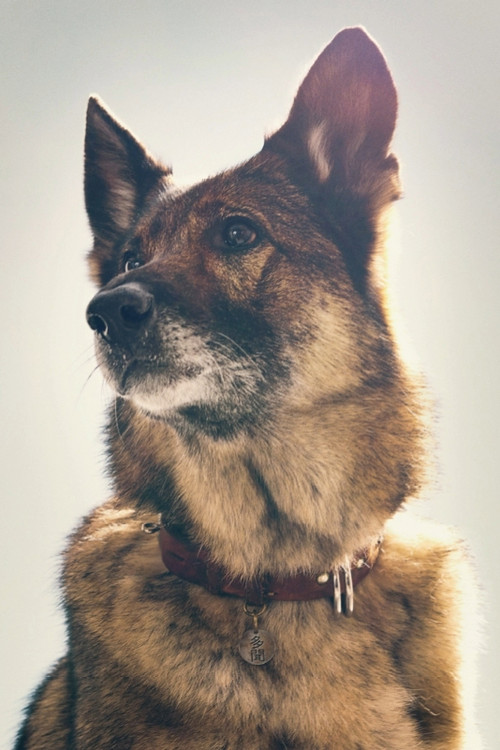 少年と犬 постер