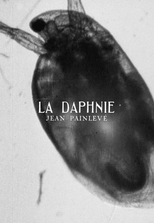 La daphnie постер