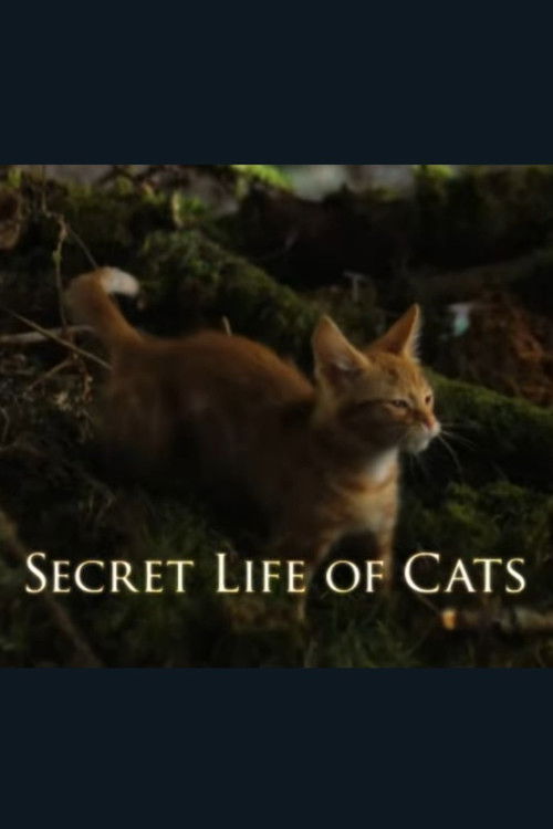 The Secret Life of Cats постер